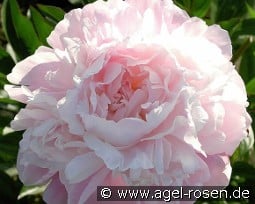 Solange kaufen, clicken für mehr Details Solange