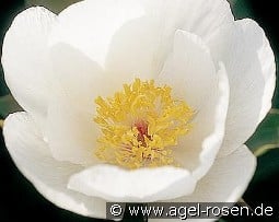 Squirt kaufen, clicken für mehr Details Squirt