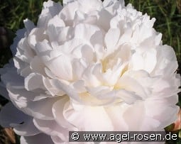 White Beauty kaufen, clicken für mehr Details White Beauty