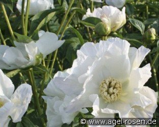 White Innocence