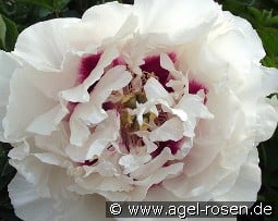 Gui Fu Ren kaufen, clicken für mehr Details Gui Fu Ren