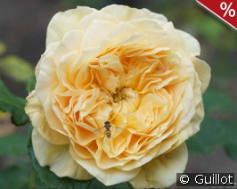100 Idées Jardin
