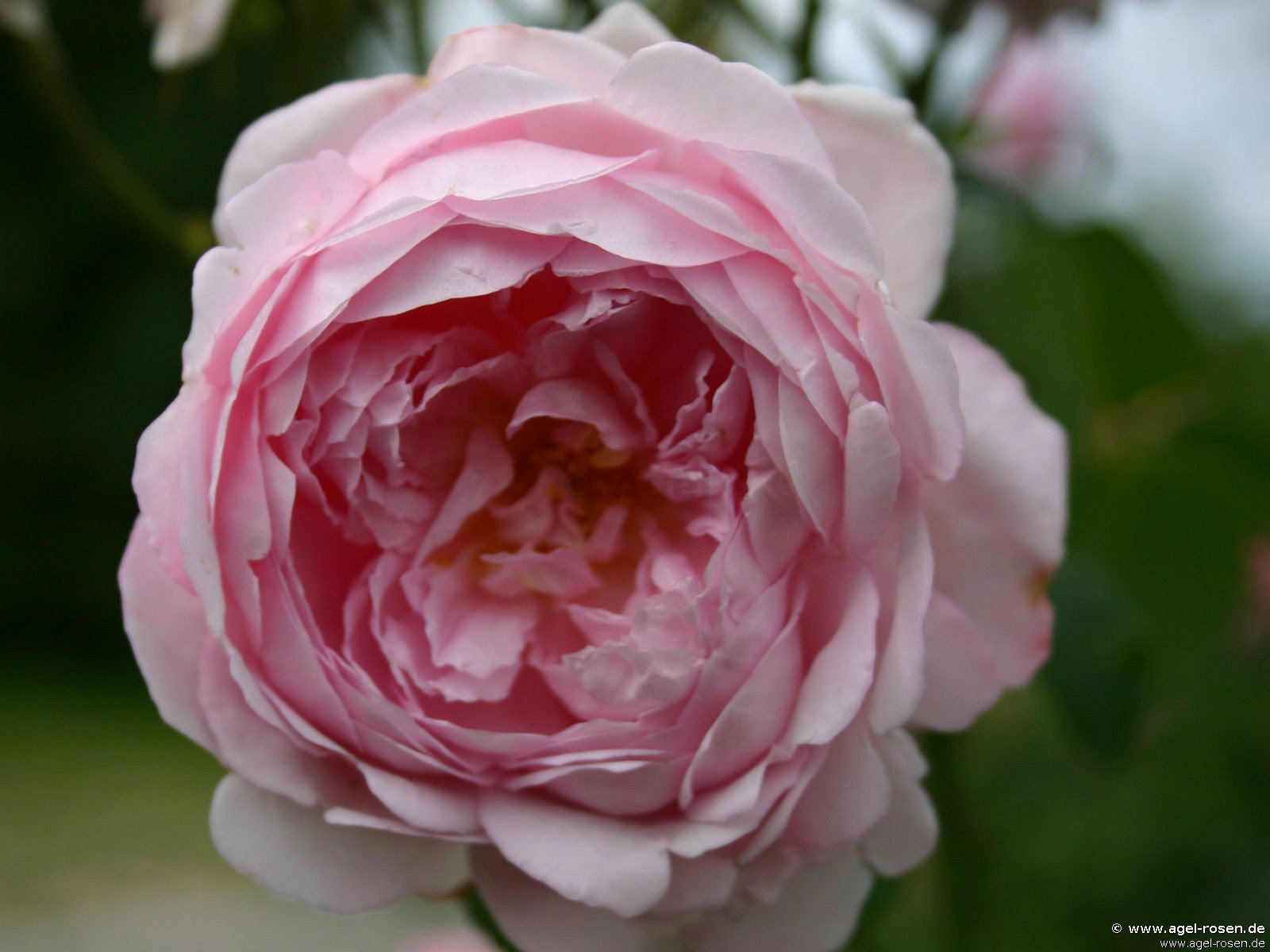 Rose ‘AUSwife‘ (3-Liter Topf)