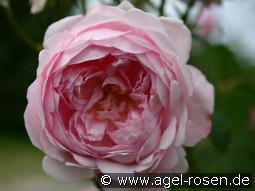 AUSwife Old English Rose
