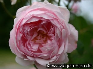 AUSwife Old English Rose