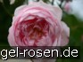 AUSwife Old English Rose kaufen