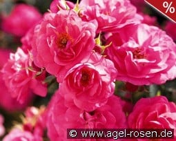 Alpha Meidiland kaufen, clicken für mehr Details Alpha Meidiland