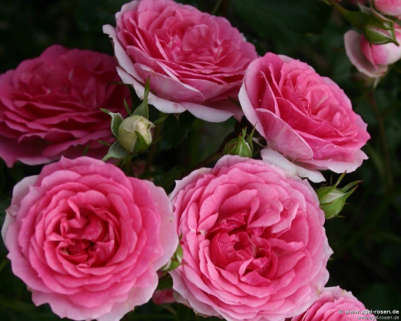ADR-Rose ‘Amica‘ (Halbstamm (~65cm), wurzelnackt)
