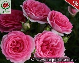 Amica kaufen, clicken für mehr Details Amica