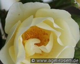 Amourin kaufen, clicken für mehr Details Amourin