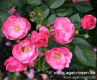 Rose ‘Angela‘ (Hochstamm (~90cm), wurzelnackt)