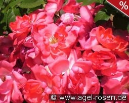 Anne de Bretagne kaufen, clicken für mehr Details Anne de Bretagne