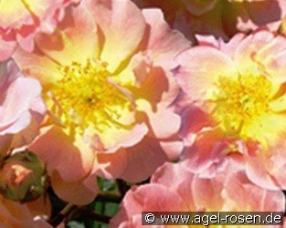 Apricot Meidiland