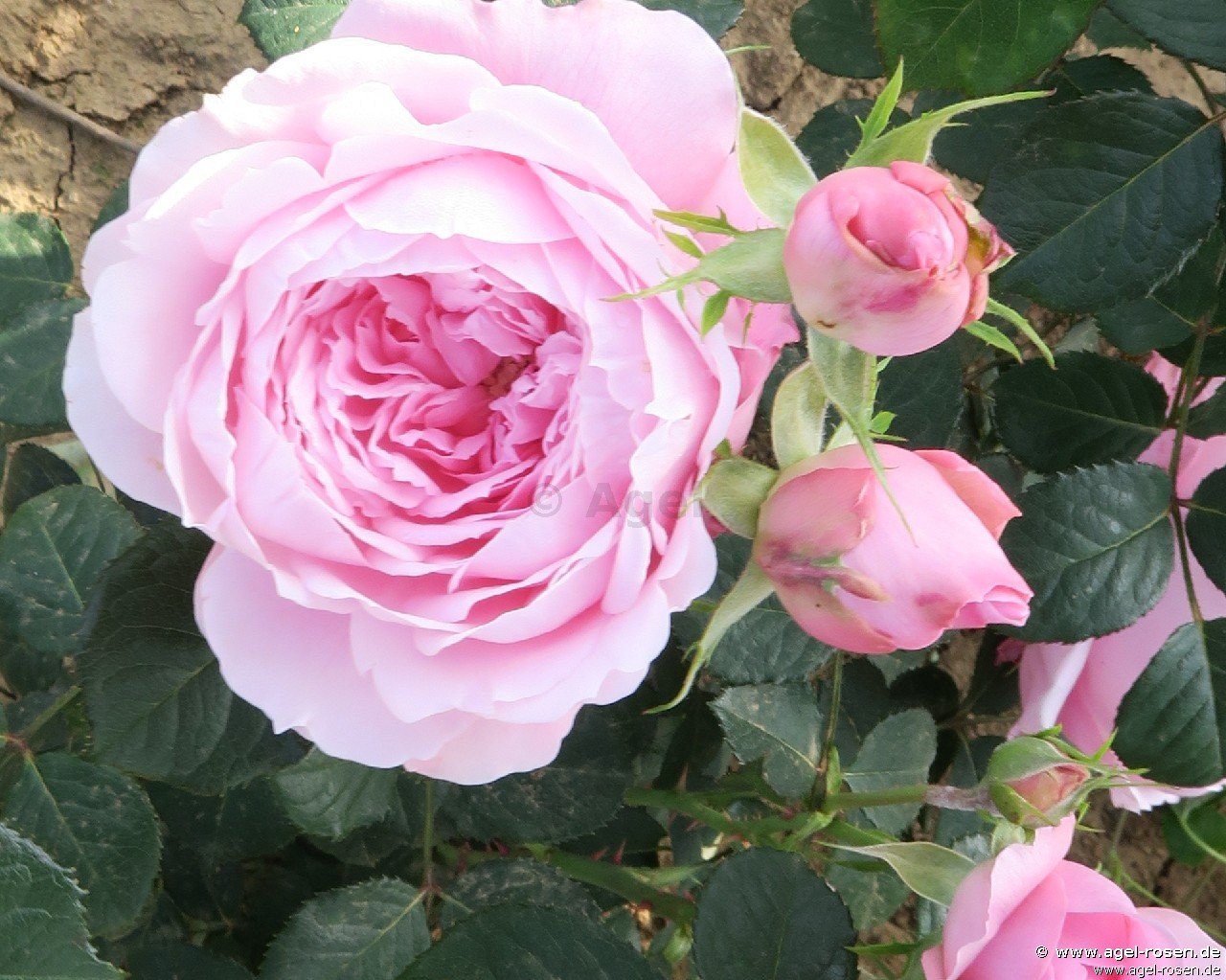 Rose ‘ArMor‘ (5-Liter Topf)