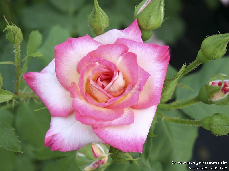 Rose ‘Arabella‘ (2-Liter Biotopf)