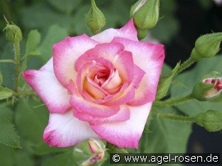 Arabella