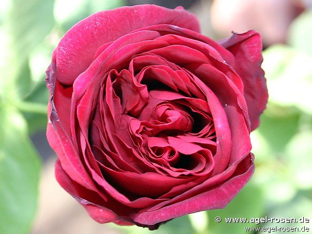 Rose ‘Astrid Gräfin von Hardenberg‘ (Hochstamm (~90cm), wurzelnackt)