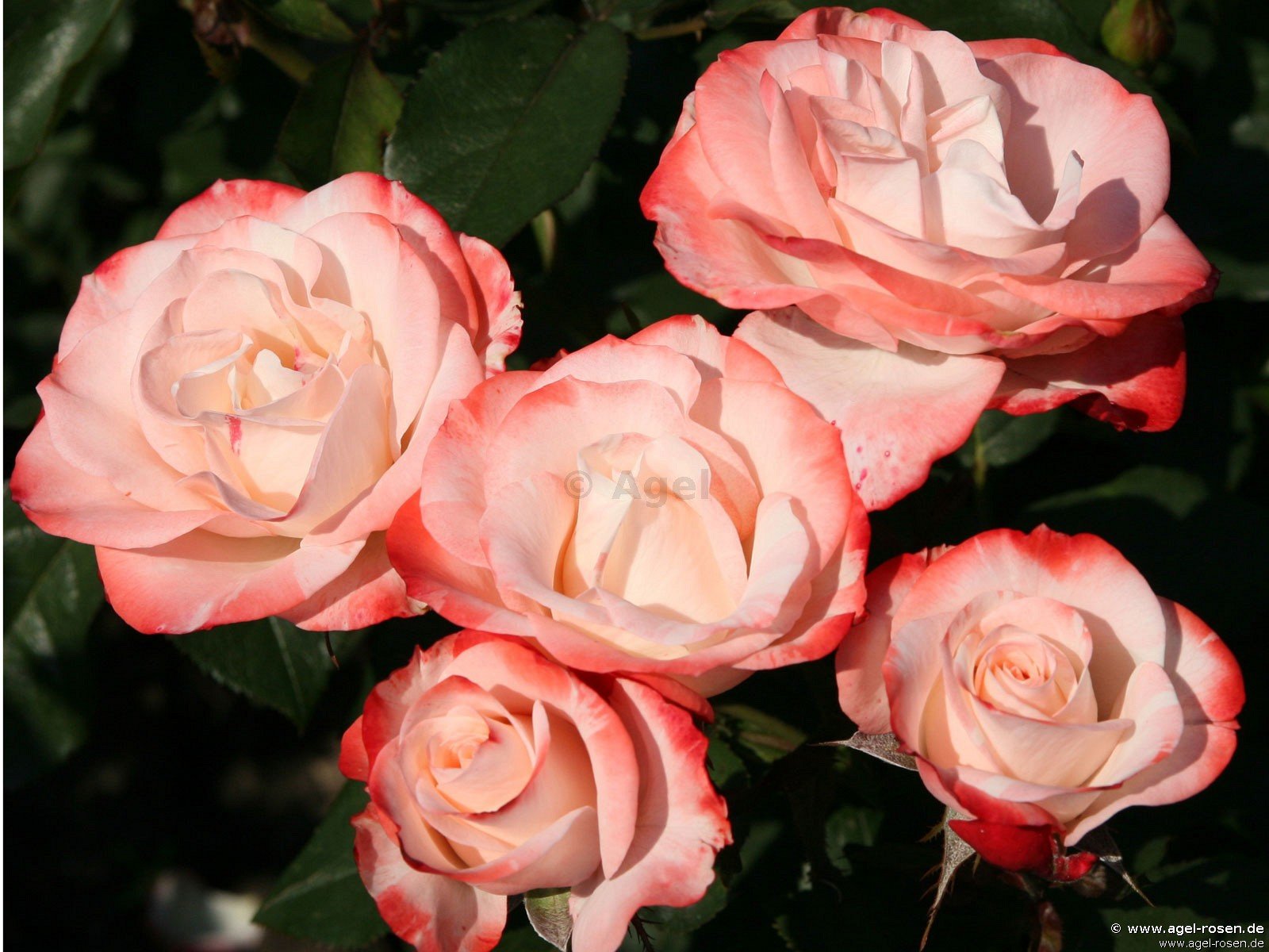 Rose ‘Auf die Freundschaft‘ (2-Liter Biotopf)