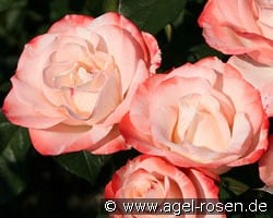 Auf die Freundschaft kaufen, clicken für mehr Details Auf die Freundschaft