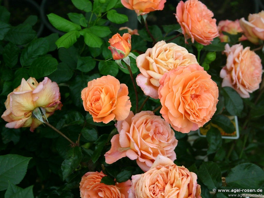 Belvedere ® kaufen – Strauchrose – AGEL ROSEN