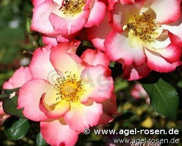 Rose ‘Betty Boop‘ (wurzelnackte Rose)