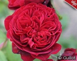 Bicentenaire de Guillot