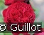 Bicentenaire de Guillot