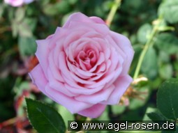 Blossomtime kaufen, clicken für mehr Details Blossomtime