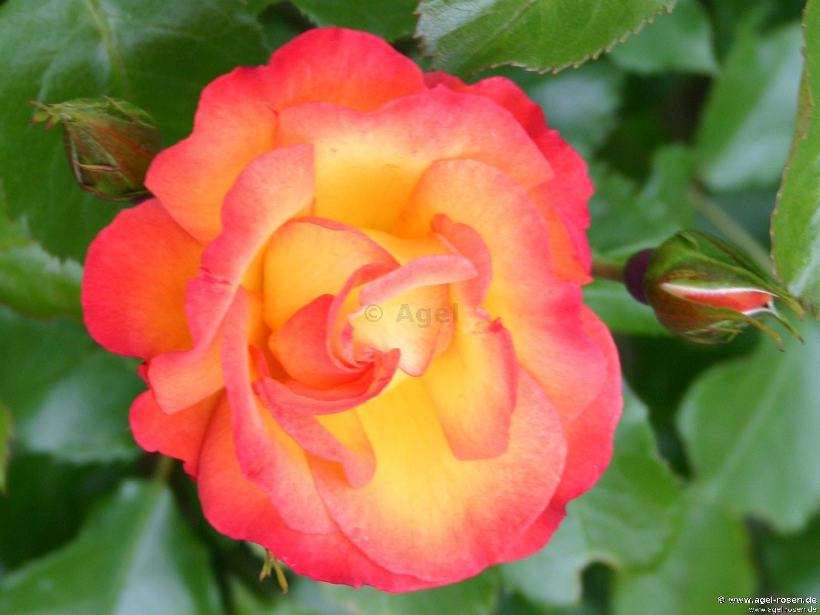 Rose ‘Bonanza‘ (wurzelnackte Rose)