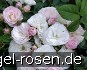 Bouquet Parfait kaufen