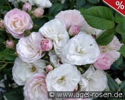 Bouquet Parfait kaufen, clicken für mehr Details Bouquet Parfait