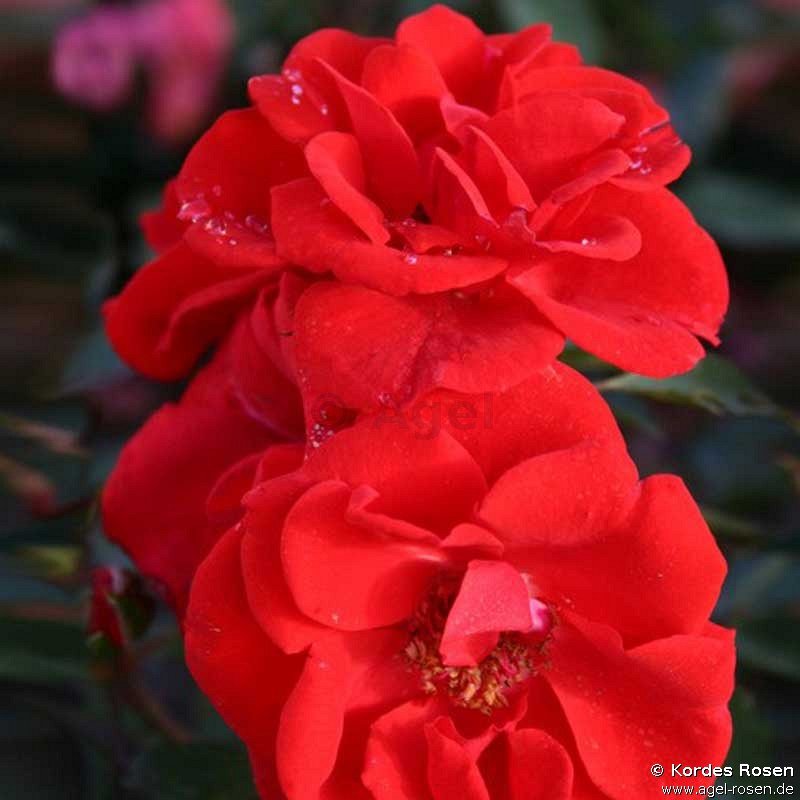 Rose ‘Brillant Korsar‘ (wurzelnackte Rose)