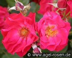 Burghausen 91 kaufen, clicken für mehr Details Burghausen 91