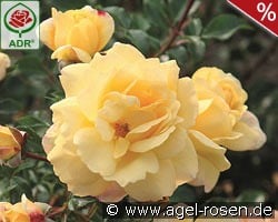 Candela kaufen, clicken für mehr Details Candela