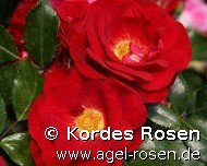 Rose ‘Caracho‘ (wurzelnackte Rose)
