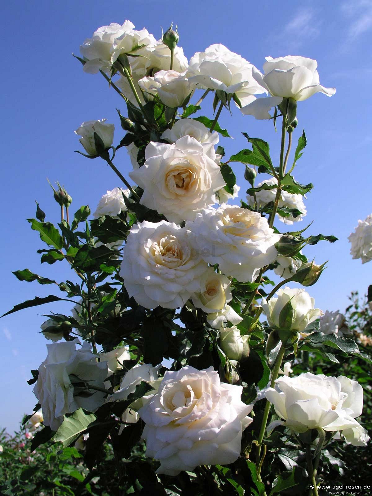 Rose ‘Centennaire de Lourdes Blanc  -   Clos Fleuri Blanc‘ (2-Liter Biotopf)