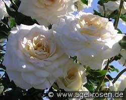 Centennaire de Lourdes Blanc  -   Clos Fleuri Blanc kaufen, clicken für mehr Details Centennaire de Lourdes Blanc  -   Clos Fleuri Blanc