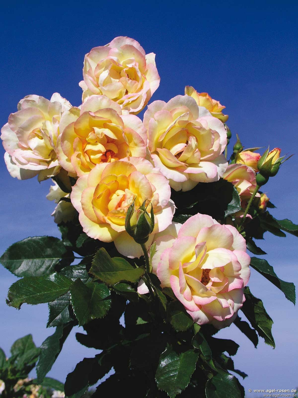 Rose ‘Centennaire de Lourdes Jaune  -  Clos Fleuri Jaune‘ (wurzelnackte Rose)