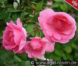 Centennaire de Lourdes rose