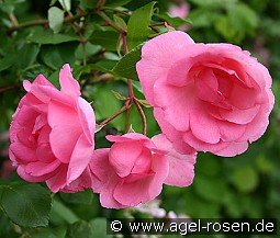 Centennaire de Lourdes rose