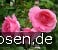Centennaire de Lourdes rose