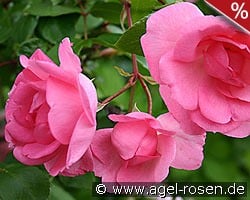 Centennaire de Lourdes rose kaufen, clicken für mehr Details Centennaire de Lourdes rose