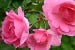 Centennaire de Lourdes rose