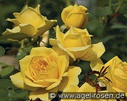 Ch Ching kaufen, clicken für mehr Details Ch Ching