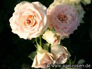 Champagnerperle