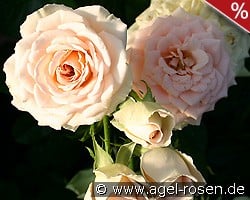 Champagnerperle kaufen, clicken für mehr Details Champagnerperle