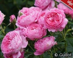 Chantal Mérieux kaufen, clicken für mehr Details Chantal Mérieux