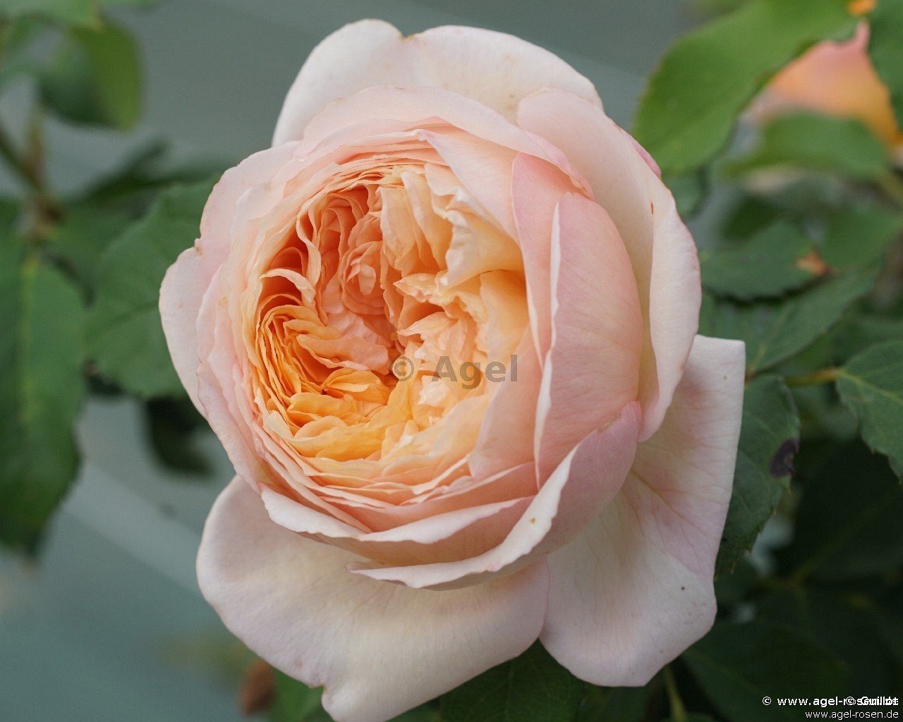 Rose ‘Charles de Nervaux‘ (2-Liter Biotopf)