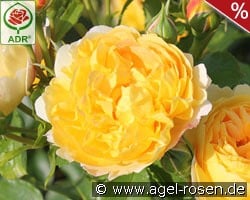 Chateau de Cheverny kaufen, clicken für mehr Details Chateau de Cheverny