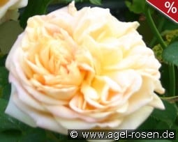 Chinatown kaufen, clicken für mehr Details Chinatown